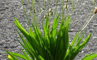 Spitzwegerich – Unkraut oder Heilpflanze